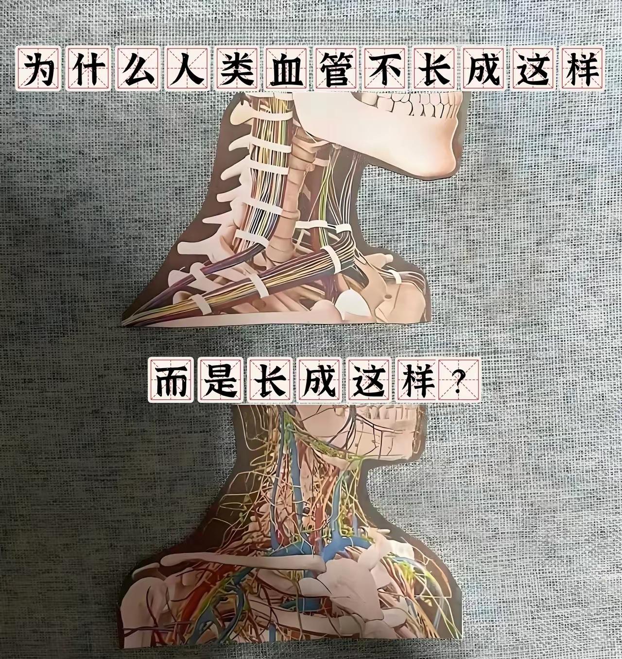 女娲给你配了大约50万亿个细胞，每一个都活灵活现，而你却只想做只草履虫。女娲的高