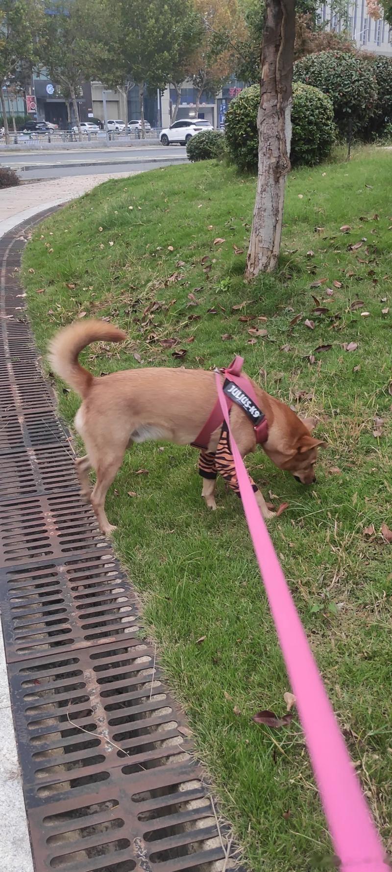 最好把那种带着宠物到处乱拉乱尿的也给罚一下，也不知道清理一下，天天搞得道路上面一