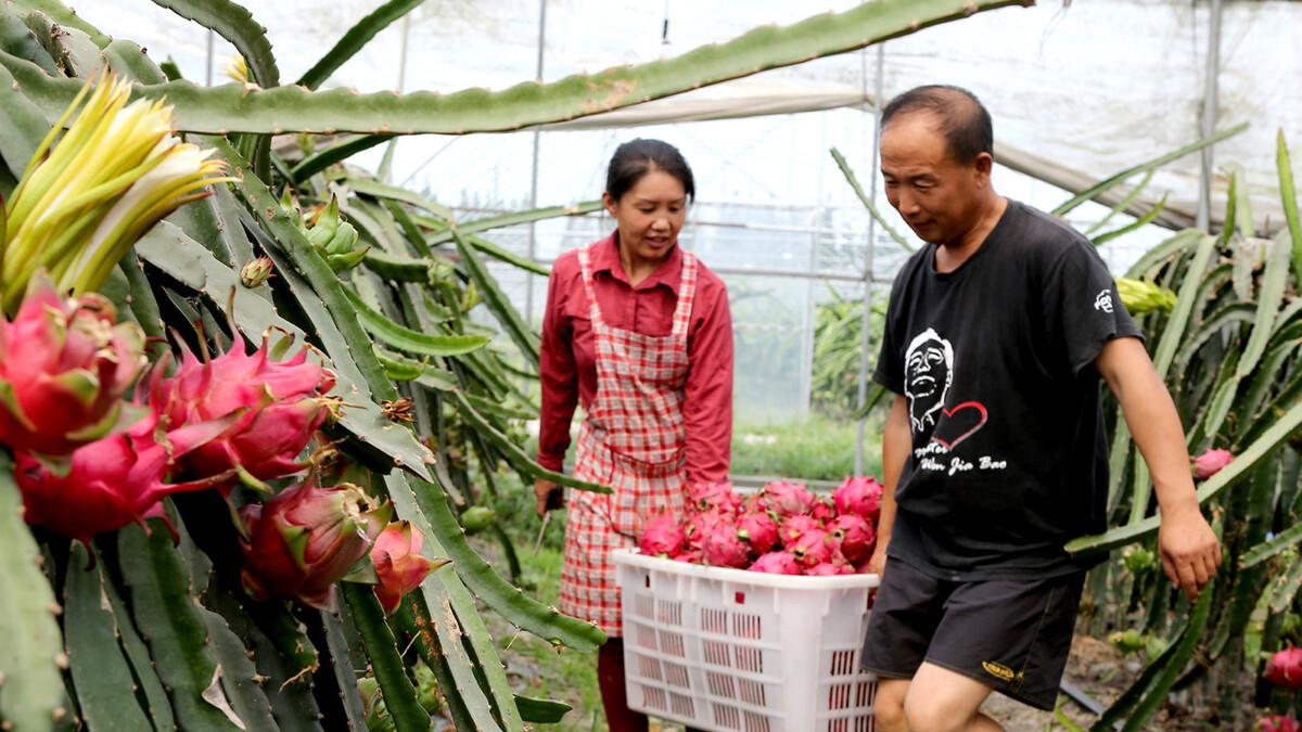 想在农村轻松赚? 三种农作物种植助你收入稳