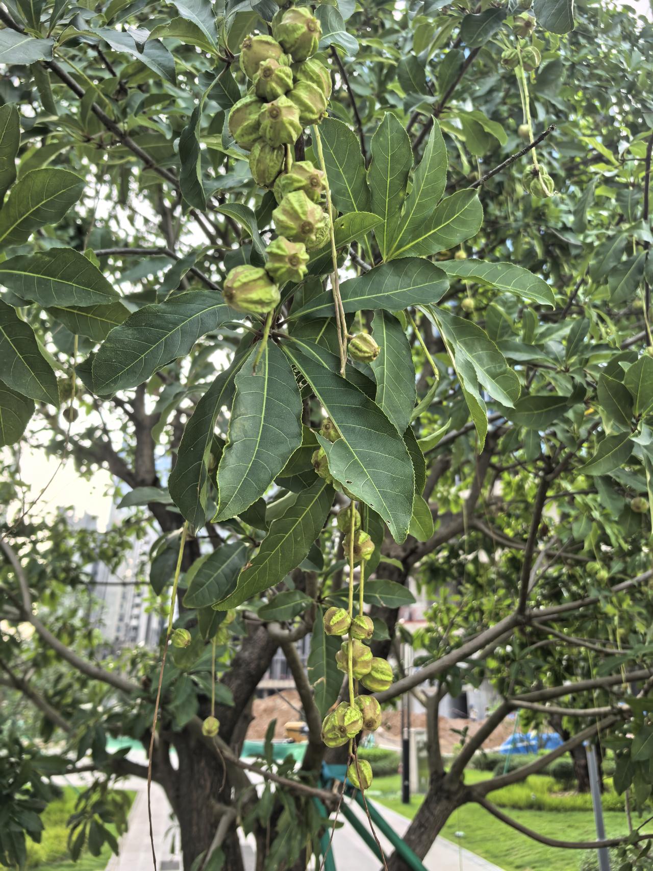 这是什么果子，不知能不能用？