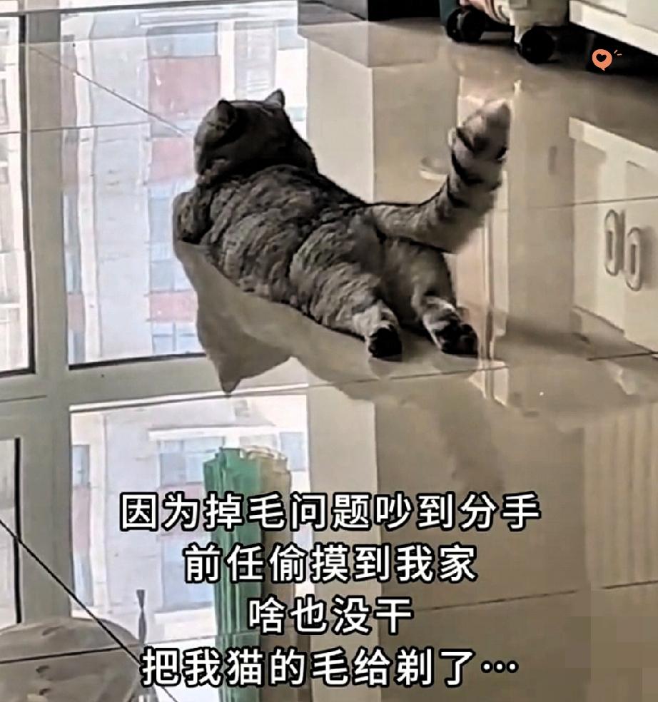 情侣分手，最无辜的居然是猫咪！一对小情侣吵架闹分手，男生这次特别安静，不哭