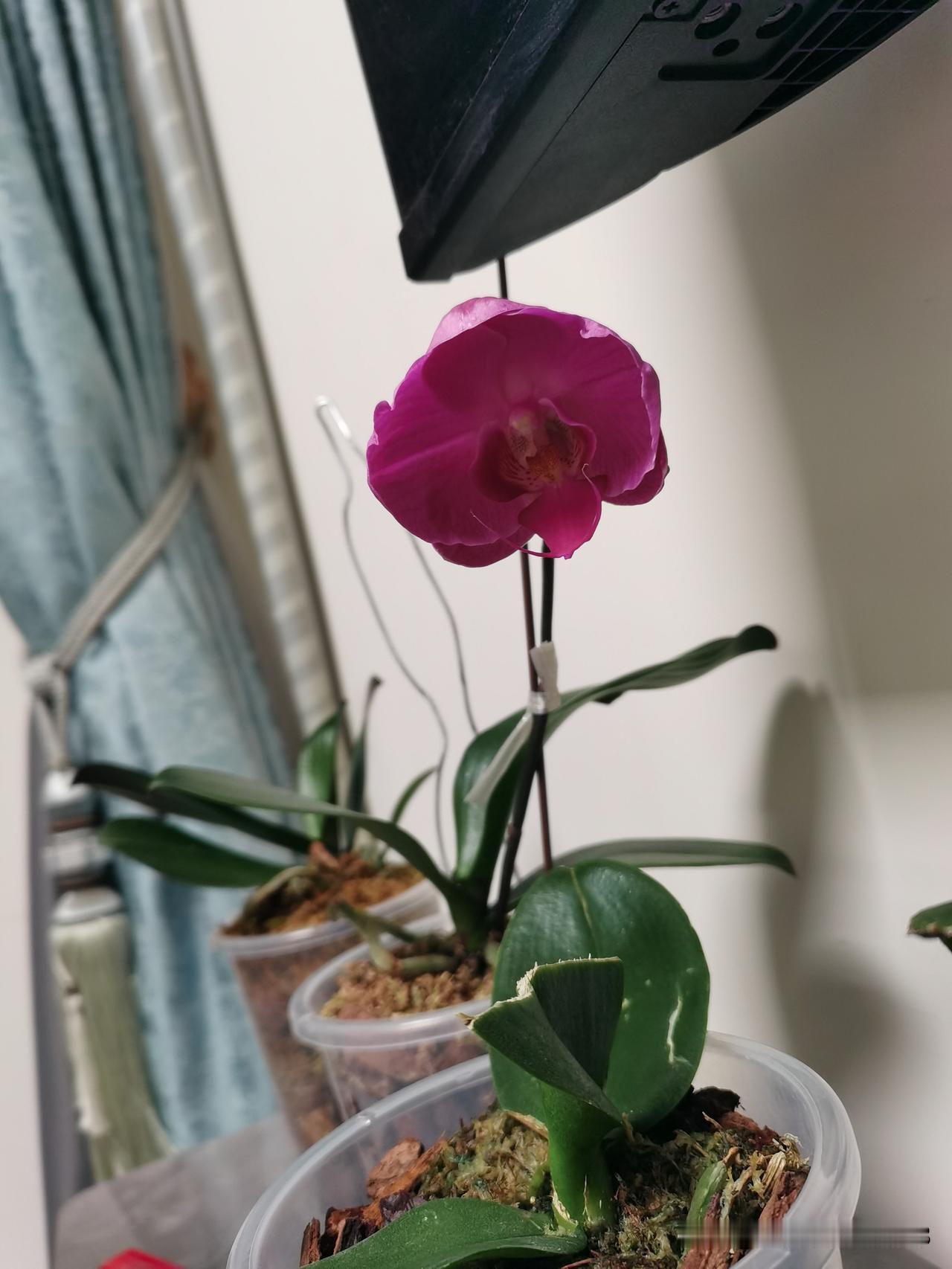 老板的特权员工说：老板，门口有个李先生来应聘，等你去面试。老板问：是男的还是