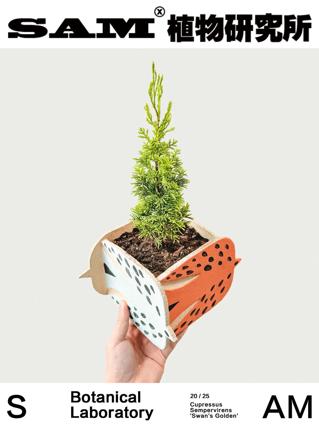 天鹅金柏树｜Cupressus Sempervirens 'Swan'