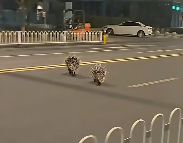 南京街头惊现“越狱”豪猪狂奔！动物园和园林部门均称不知情