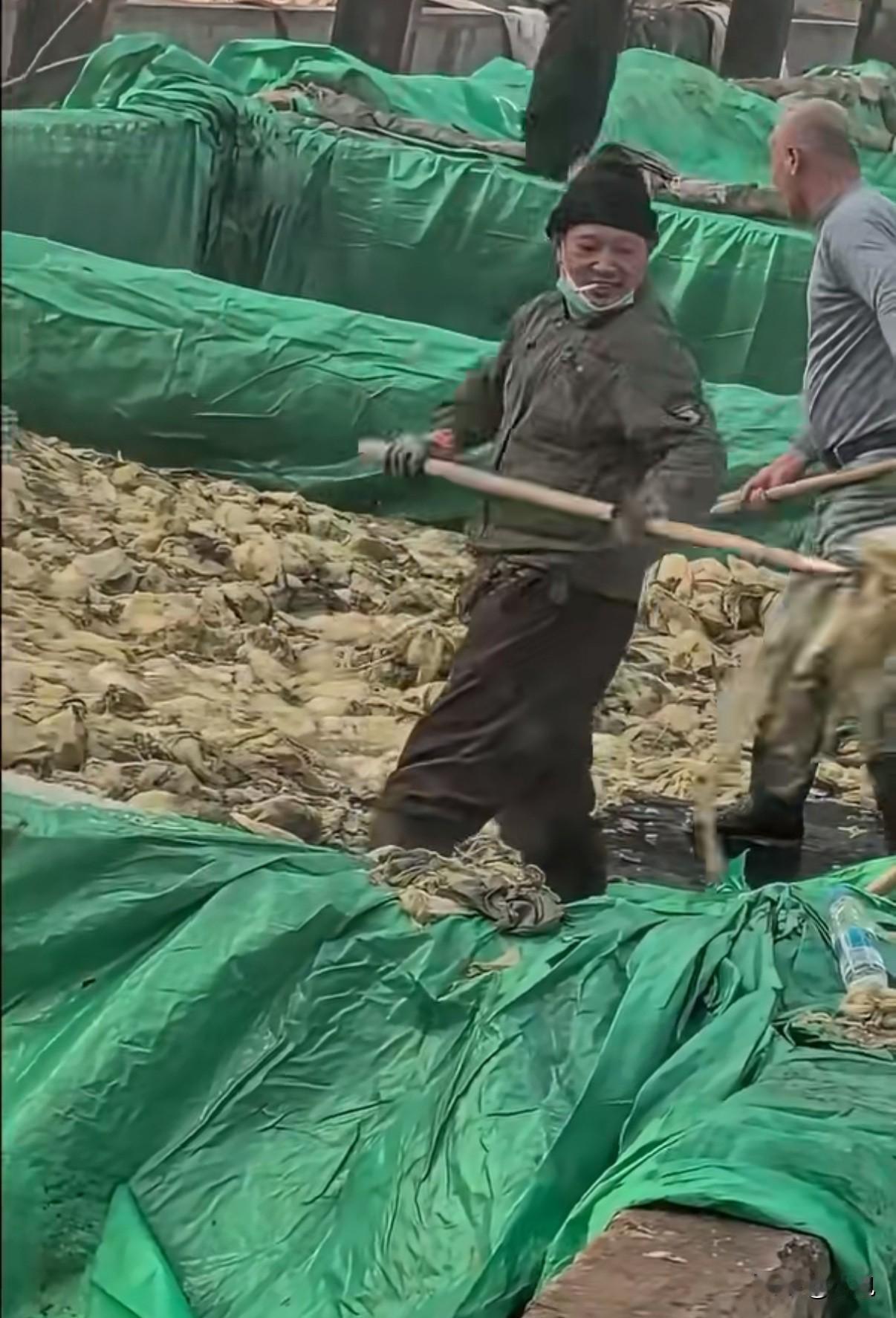 “老痰酸菜，又来了”！视频里，一个男的站在酸菜池子里，手里拿着钢叉翻酸菜。他嘴里