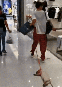 有一个把狗遛趴下的