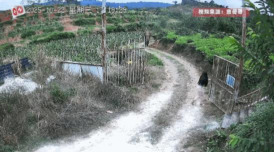 10月22日，云南景洪，一男子离家外出时，忘了关上大门，结果从远处跑来了一头大象