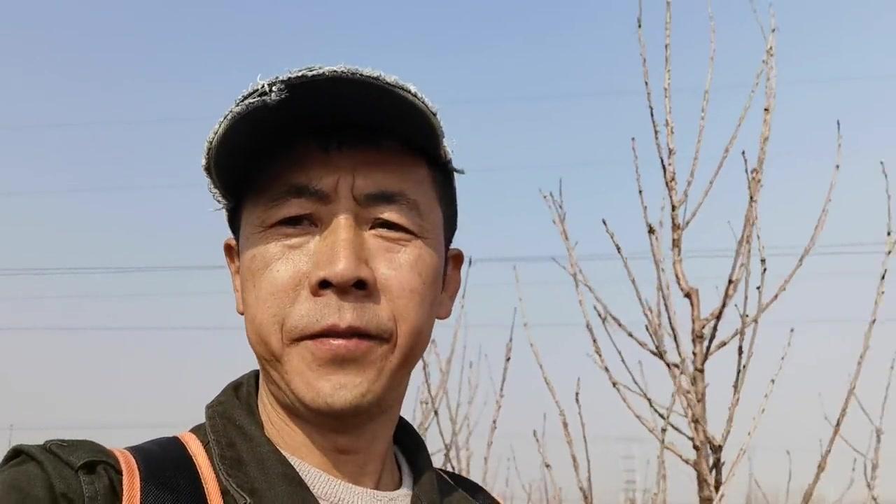 🍒3到4年的大樱桃树怎么修剪？关键在于平衡结果与整形，具体可这样做：1️⃣疏