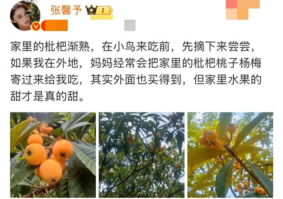 张馨予晒自家枇杷丰收照，开馨农场尽显田园生活乐趣关注张馨予的粉丝们想必都