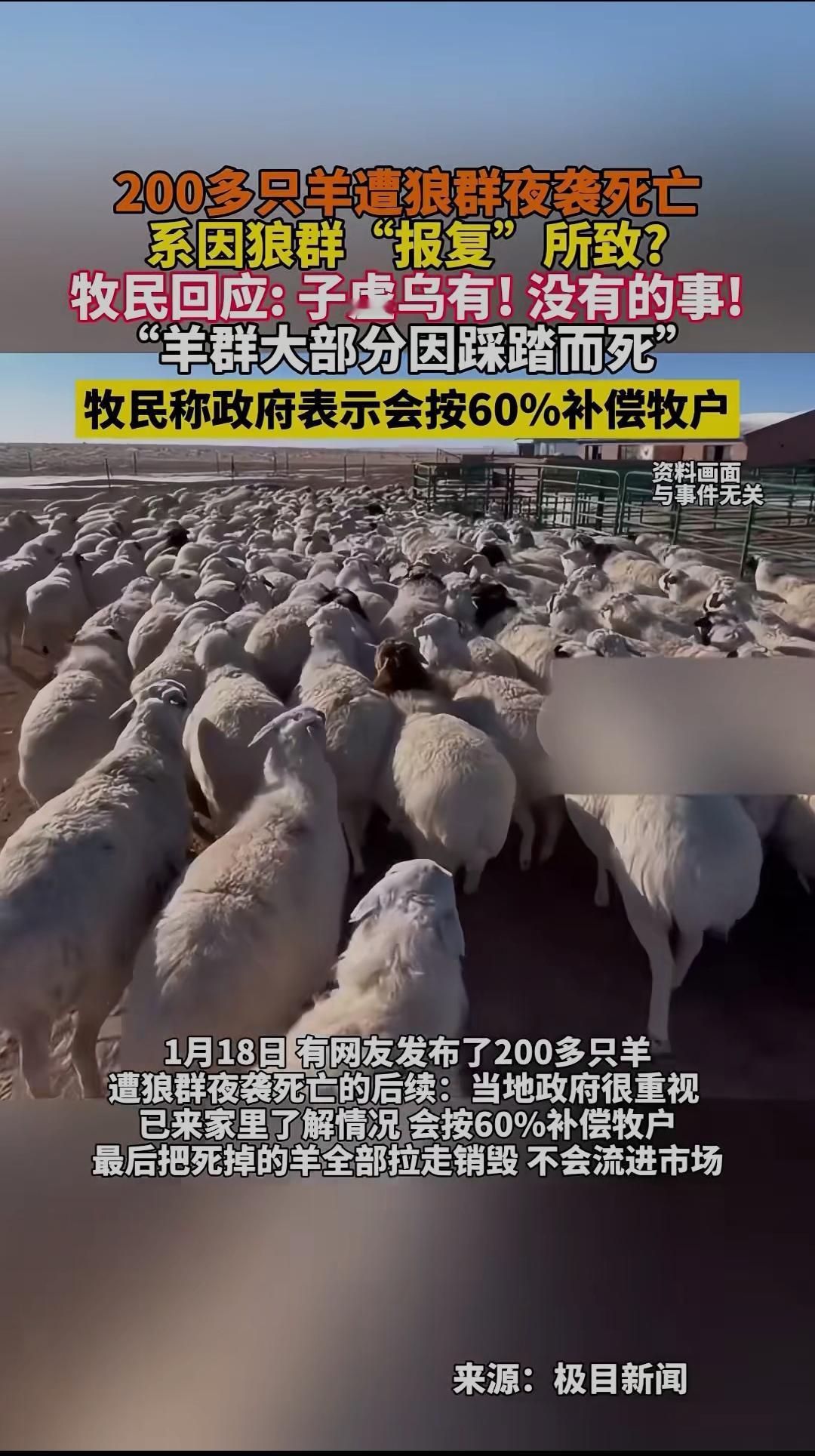 零下二十多度的呼伦贝尔草原，凌晨的羊圈里藏着牧民撕心的痛。13日夜狼群突袭，20