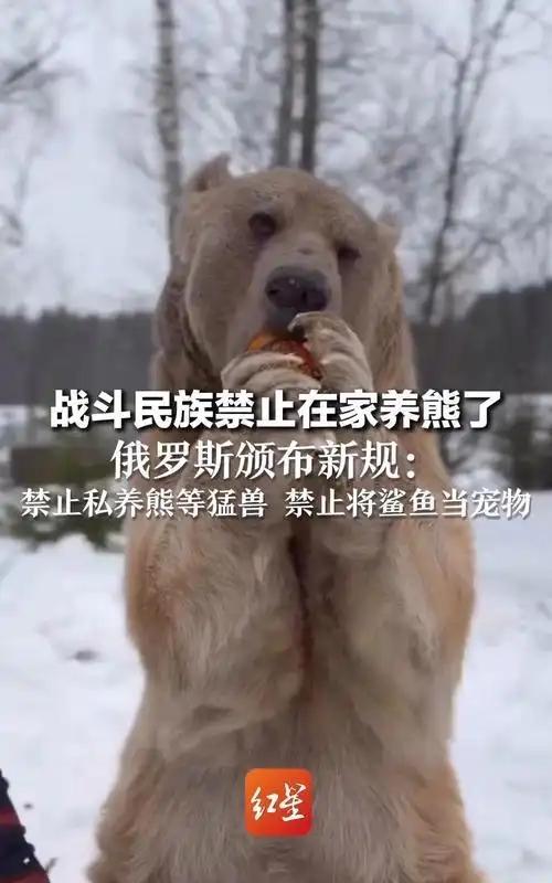 俄罗斯官宣禁止在家养熊！你们以前还真养啊？大家是不是一直以为俄罗斯人养熊当宠物