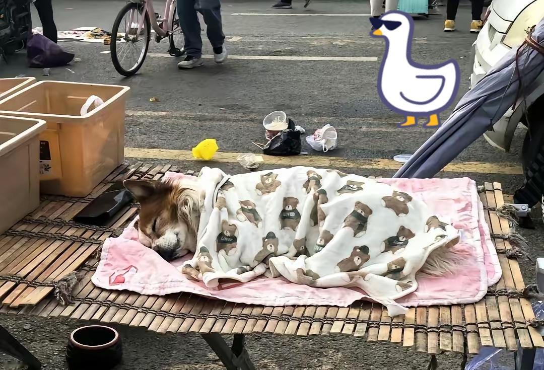 一个卖水果的小摊贩收养了一只流浪狗，从此狗狗每天凌晨五点多就陪着主人一起在路边出
