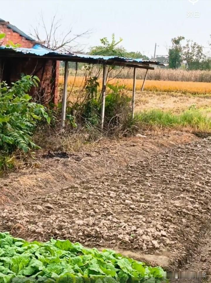 80后我，回到了老家门口，坐了半个小时，车子拐进熟悉的村口小路，没往院子里开，把