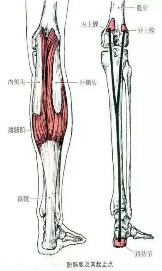 首页 read > 健身运动---塑造臀部腿部的线条  腓肠肌 部位:小腿后部