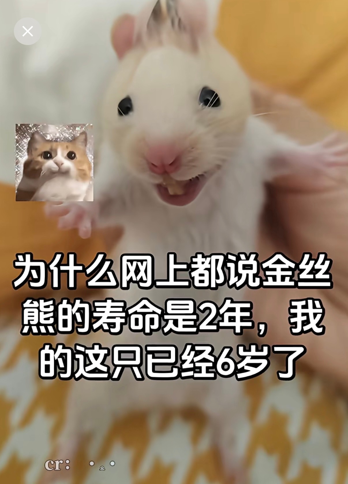我能理解家长不想伤害孩子心情的那份心意，但是宠物被换掉这种事，一个正常人怎么可能
