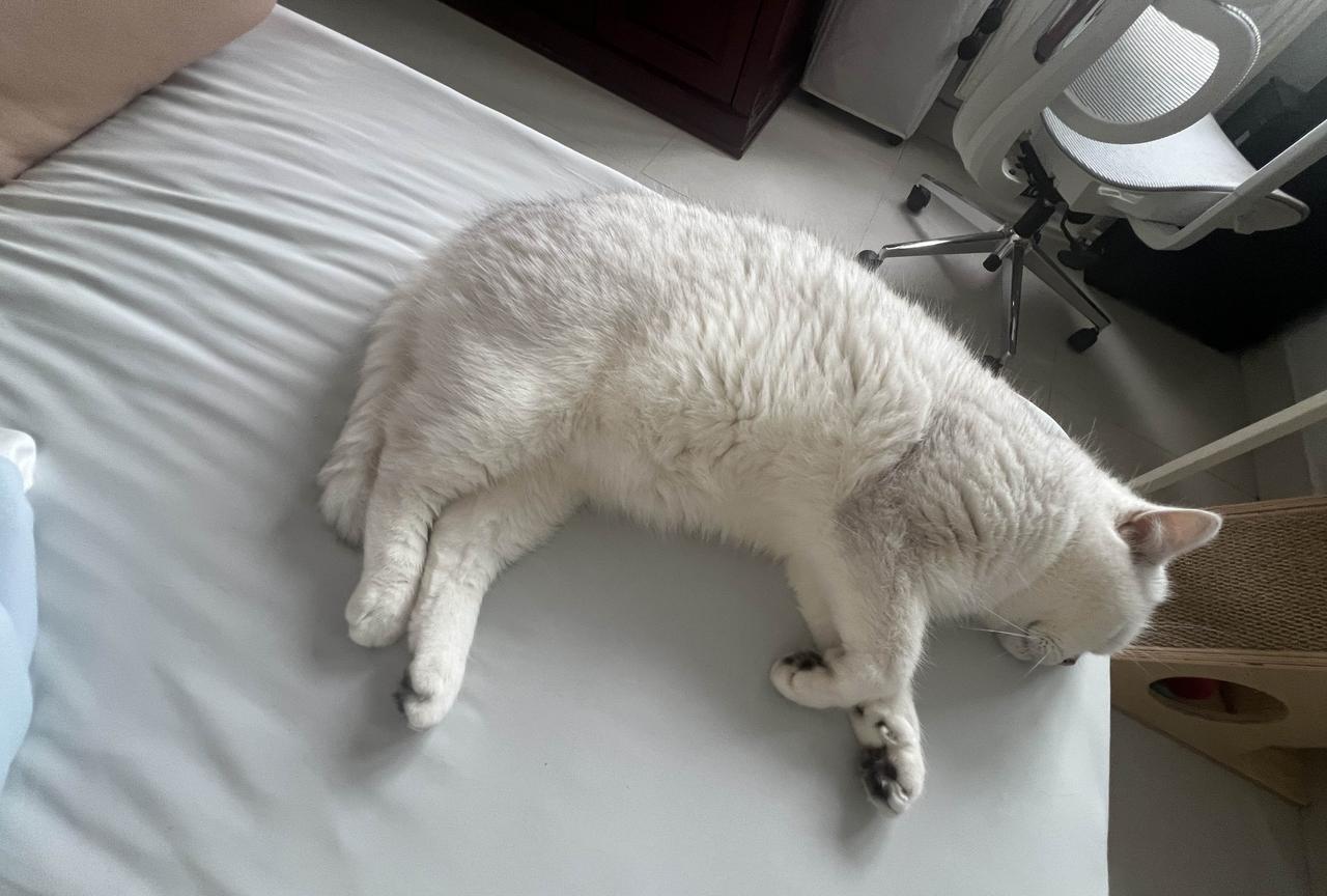 #晒晒你宠物的照片#