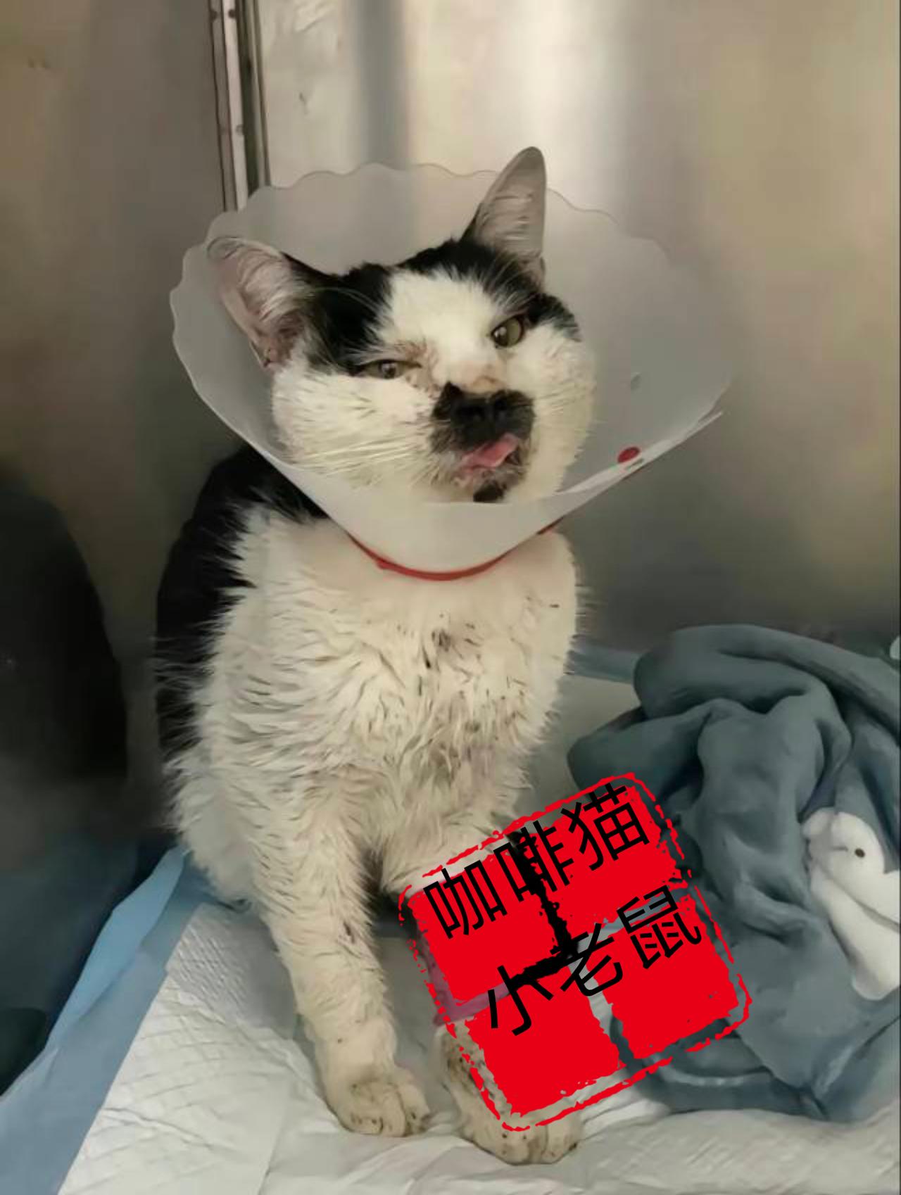 这只奶牛猫简直是大难不死必有后福，经历了重重磨难以后，她还是侥幸的逃过了一劫！