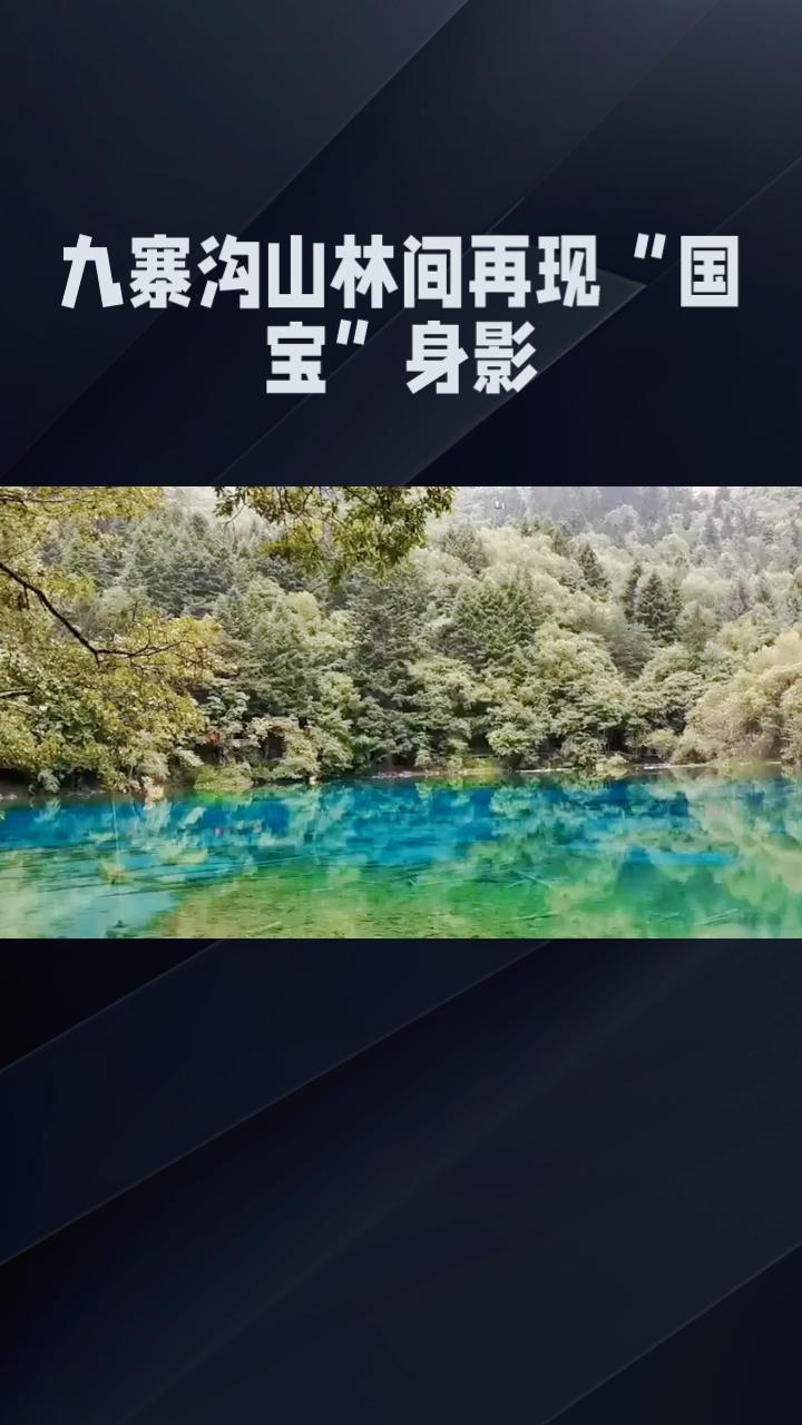 震后九年，九寨沟山林间再现“国宝”身影，它为何选择在此刻现身？3月29日上午8