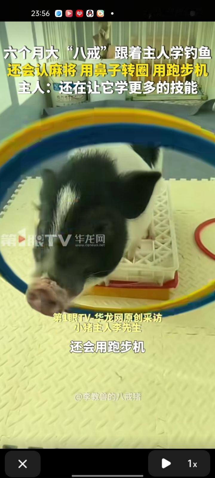 1月28日，宜春丰城市。网友发视频称，六个月大的“八戒”经常跟自己学钓鱼，有次它