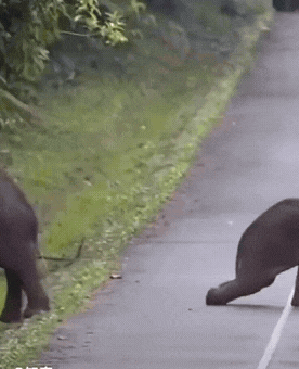 演技太好了，绝对是动物界里的实力派演员！云南，一头小象一瘸一拐拖着后腿过马路，