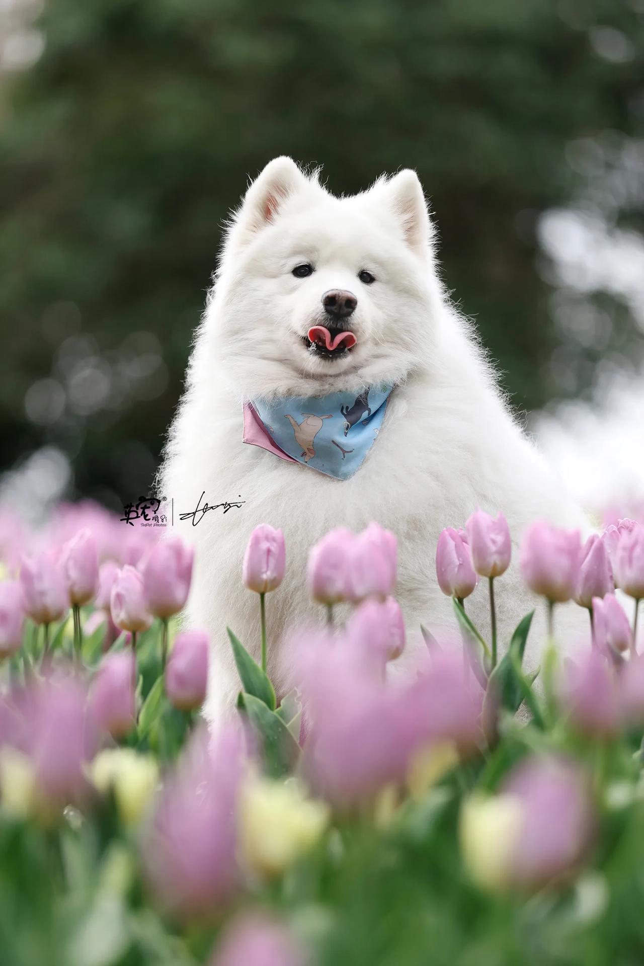 郁金香的粉，和萨摩耶的白，是春天最软的配色🤩【上海拍摄】