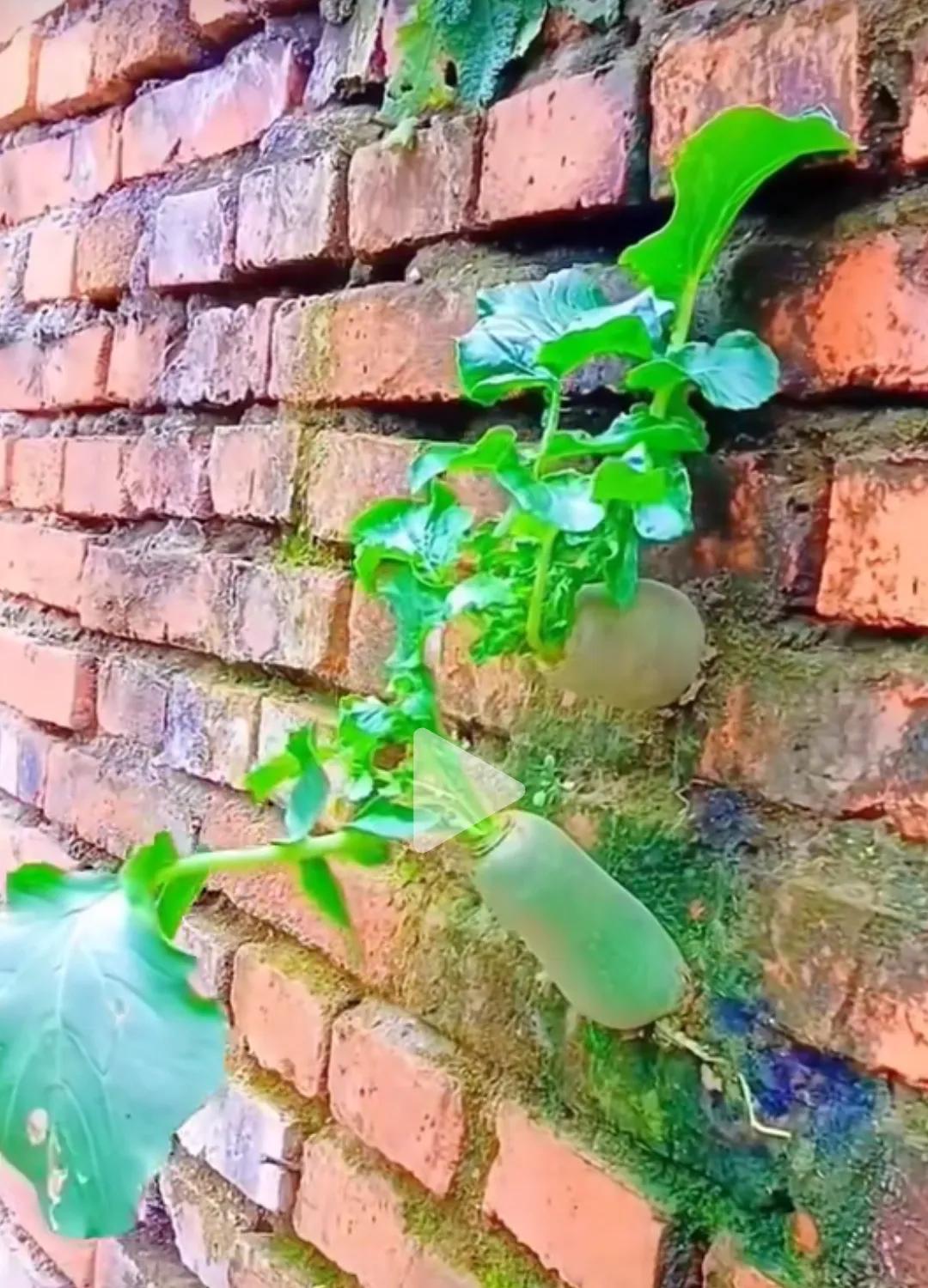 刚刚在视频号上，看到这个视频，萝卜长在砖🧱墙上，可想而知，它的生命力顽强不屈，