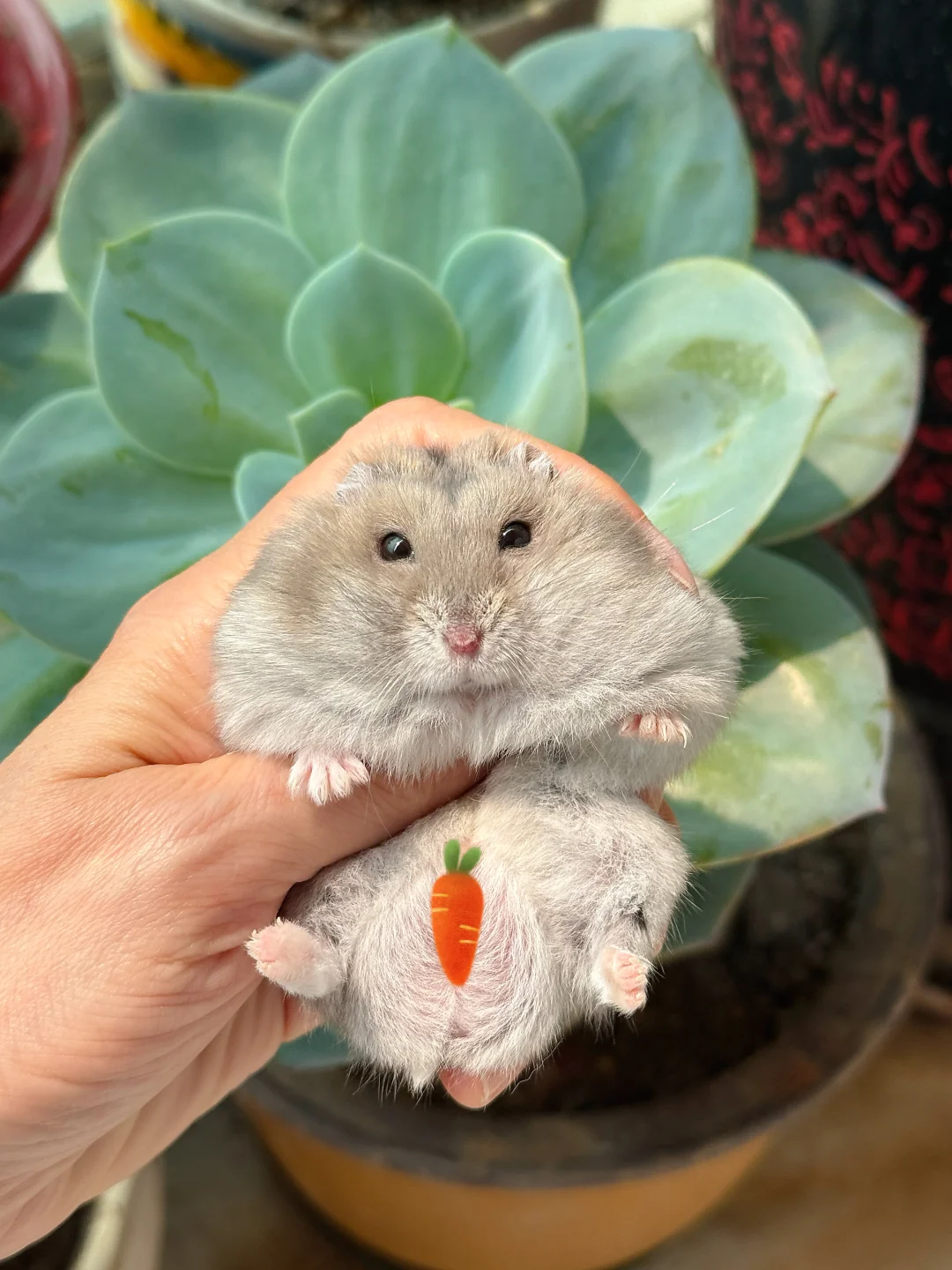 说说你们能接受鼠粮的最高价位是多少？