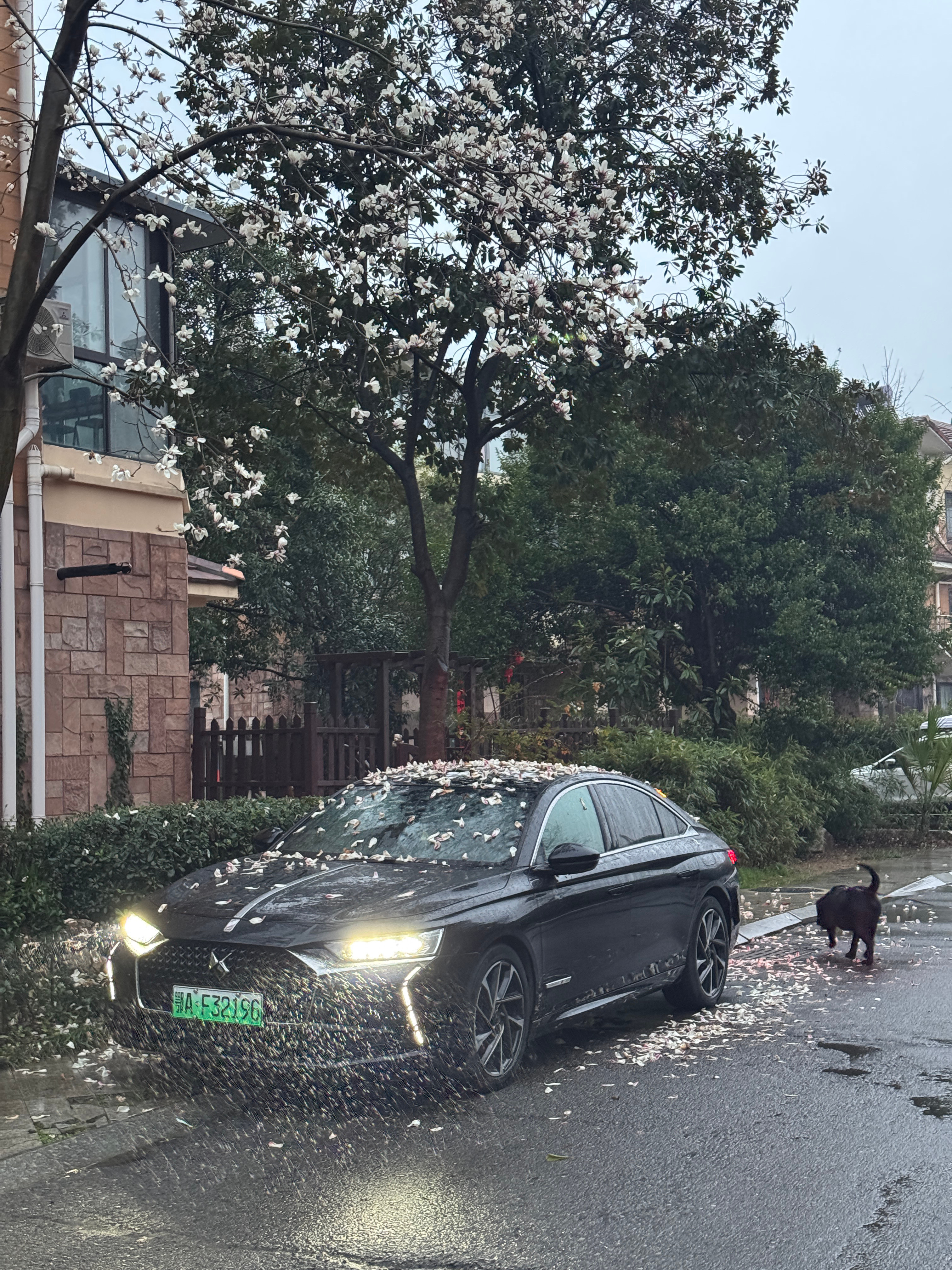 这个场景实在太美了，我把车子洗完后，我都不敢动她谁在钟情法系车