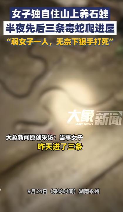 “胆子真大！”湖南永州，一女子在山坳里看管石蛙，睡前检查房间时突然发现三条剧毒蛇