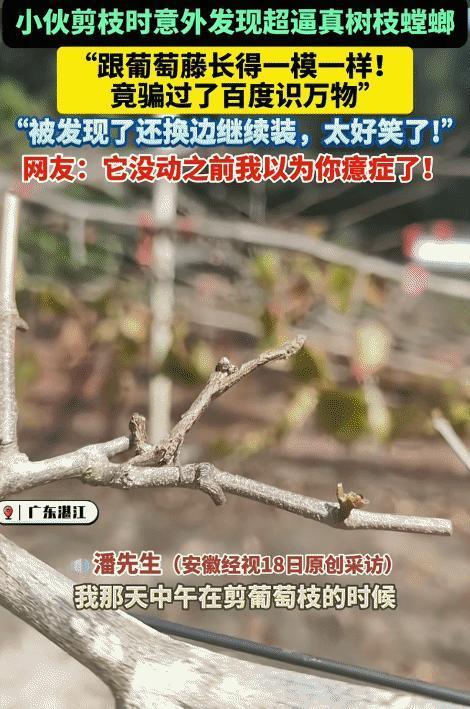 幸亏动作慢！广东一小伙修剪葡萄枝时，突然树枝竟然自己动了！他被吓一跳，仔细一看，