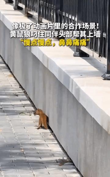 “太有灵性了！”北京，俩黄鼠狼当街“干架”，滚成一团，尖牙利嘴，看着都凶。路过女