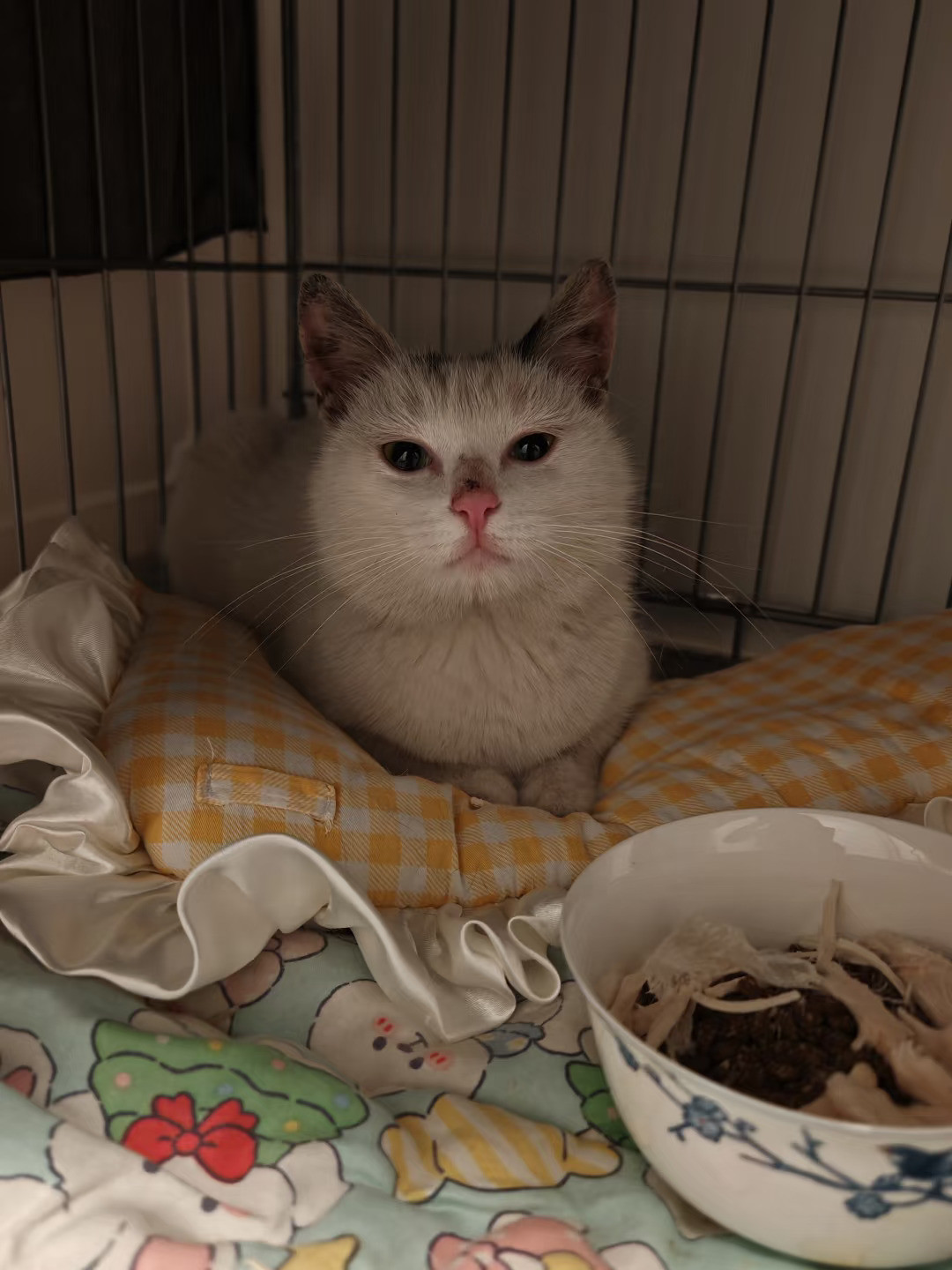 谁说田园猫尖嘴猴腮的？