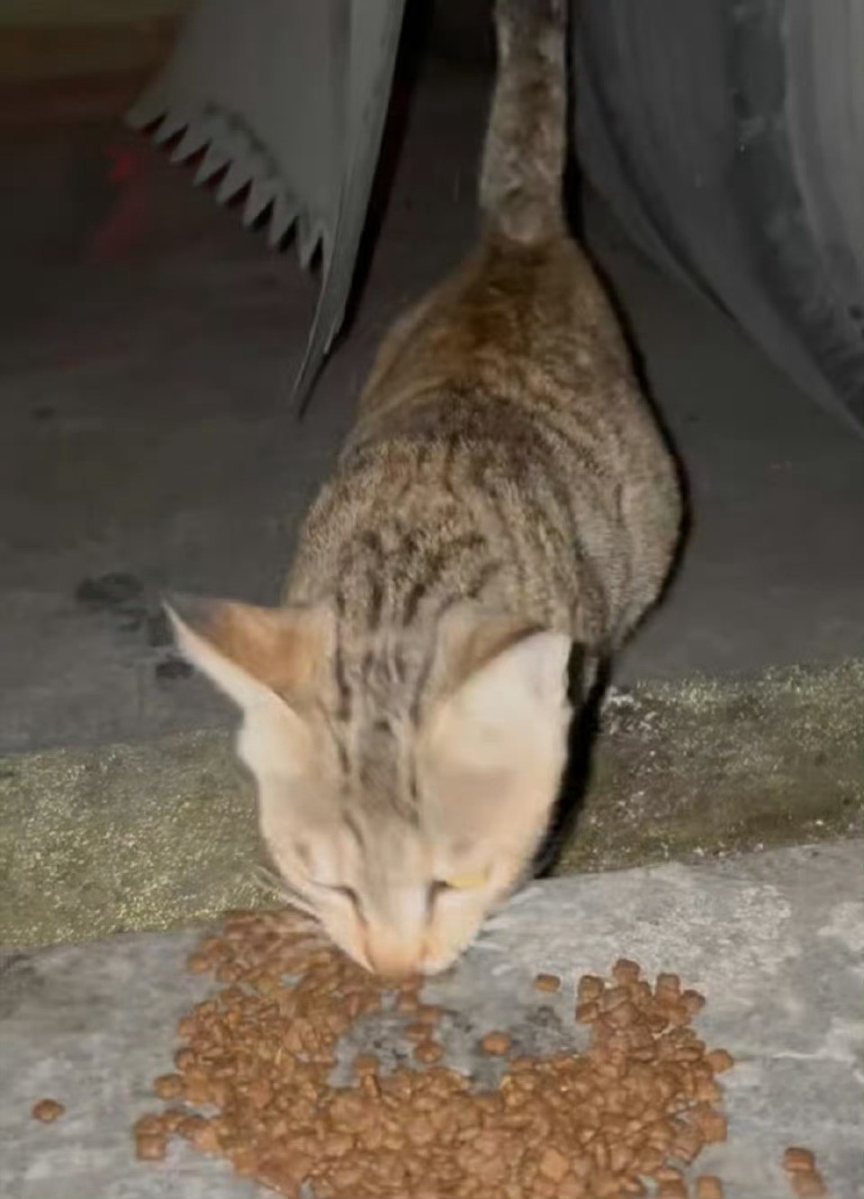 丽娟的小儿子在新家，好乖好粘人啊。。猫咪回访深圳