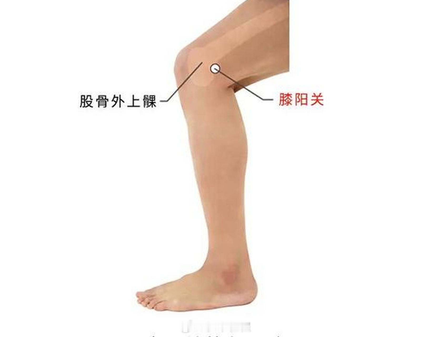 找到膝阳关穴，注意是腿外侧。把拳头压在膝阳关上，就是这一拳头大的地方找痛点，肝胆