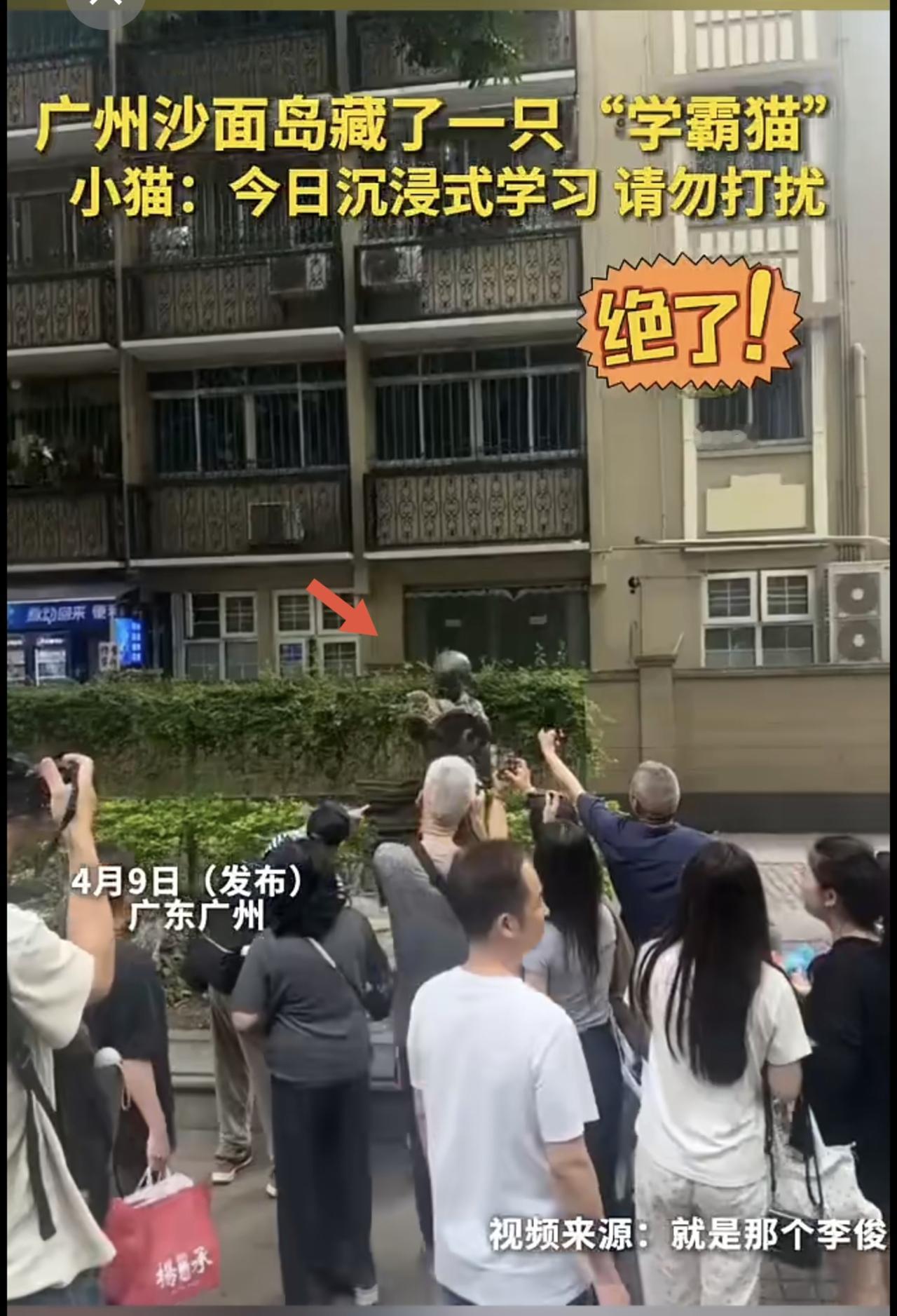 广州沙面有一只“学霸猫”[呲牙笑]