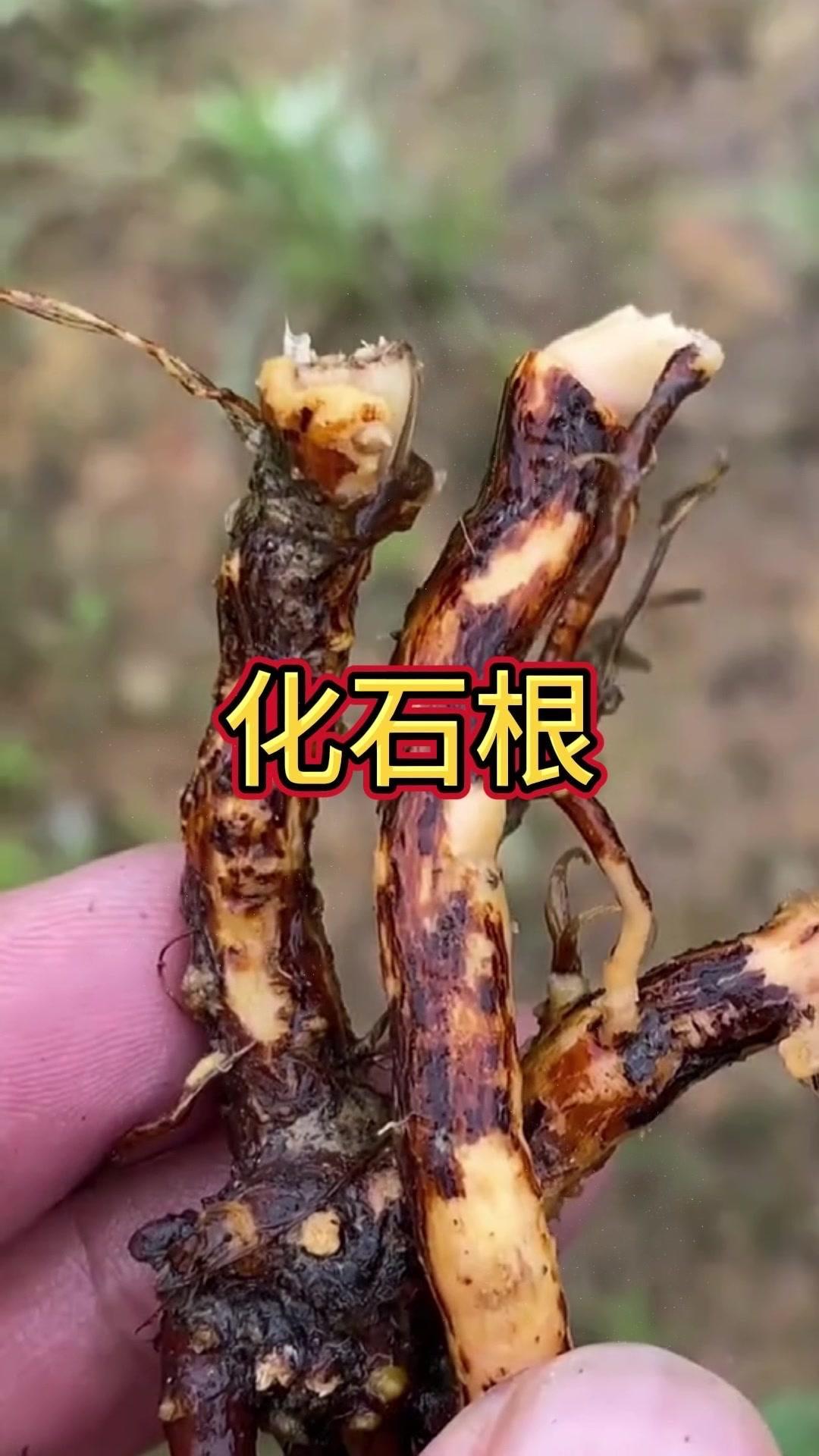 🌿最神奇的是它的根部——人称"化石根"，带着岁月沉淀感。小时候在田埂边摘它解馋