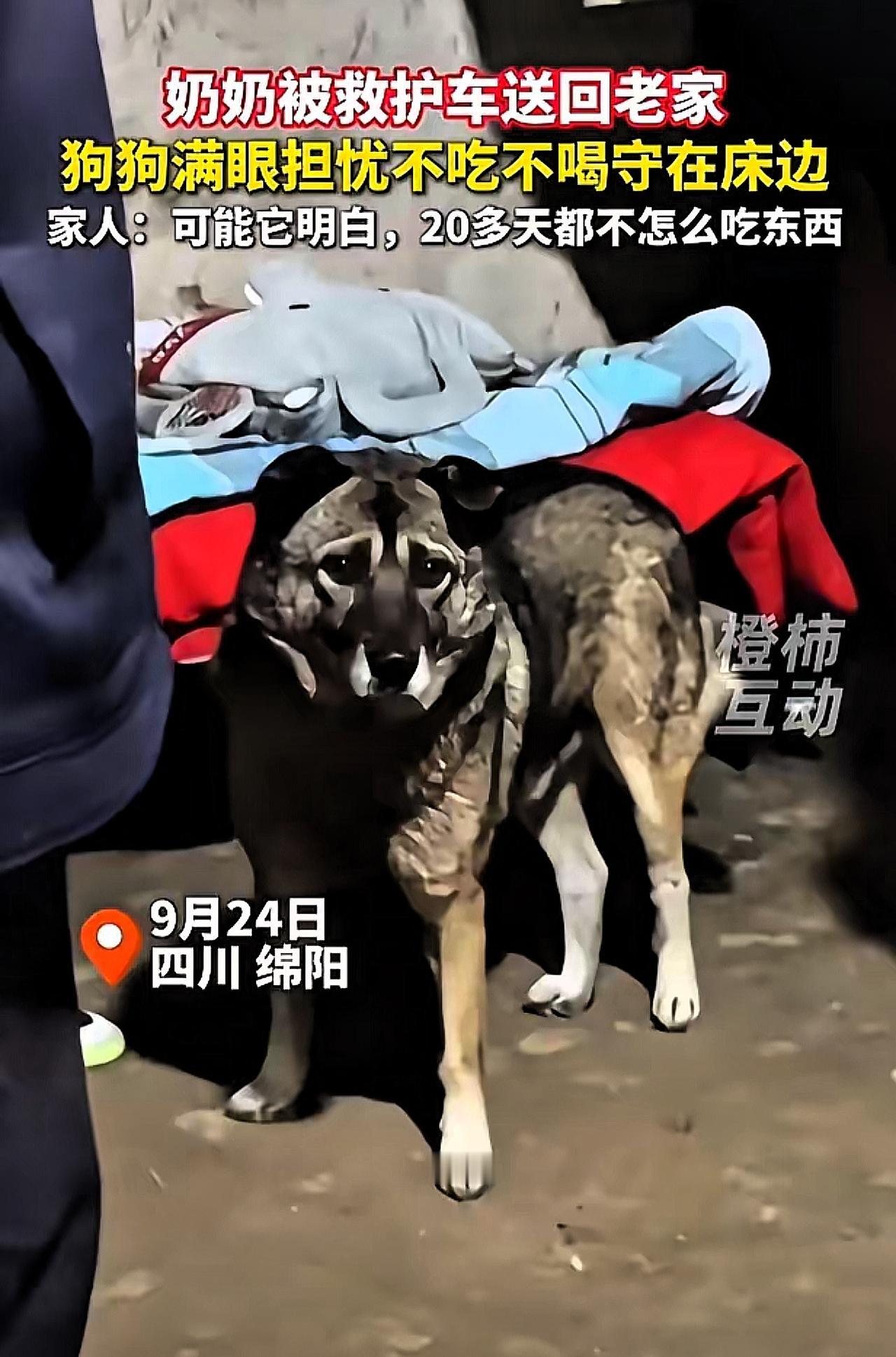 绵阳奶奶病重回家，养了十年的狗守着床不挪窝！这眼神，比人还懂心疼人！之前总听