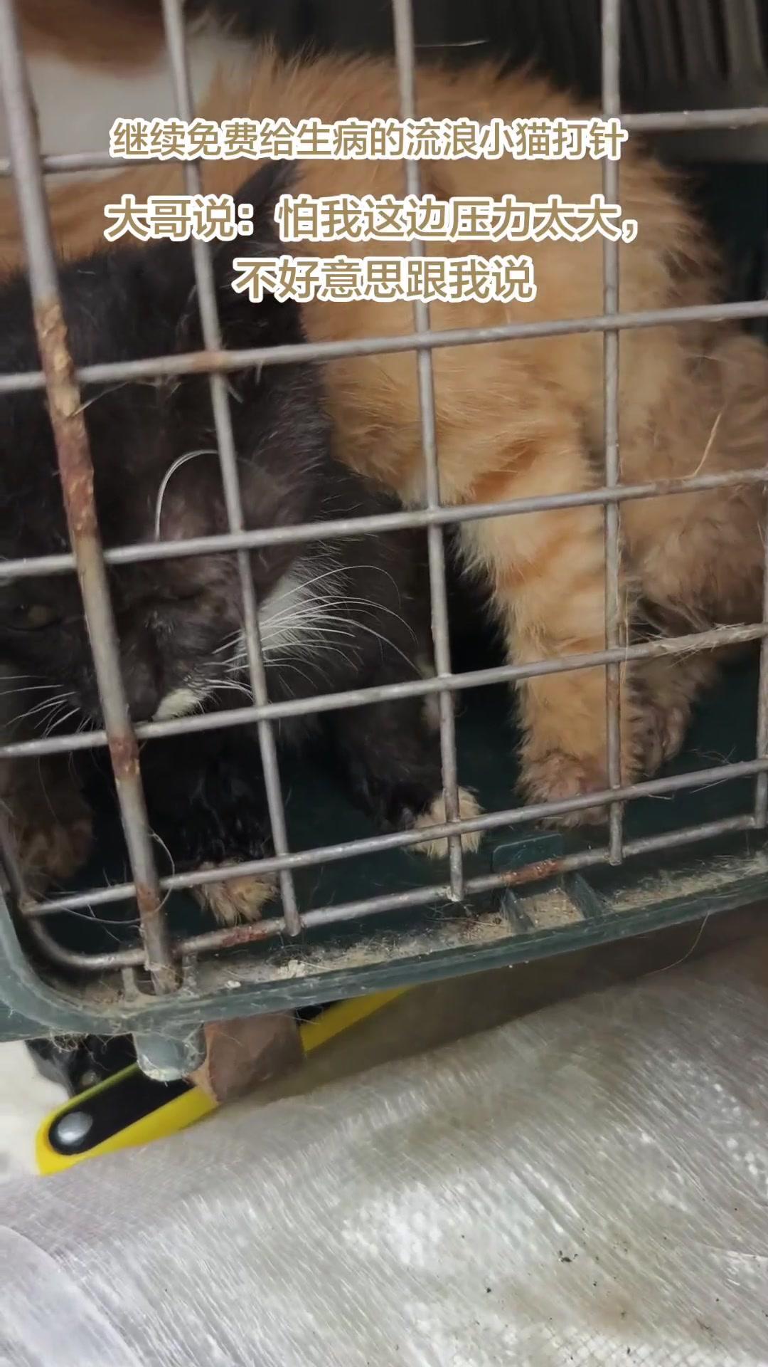 ❤️遇到生病的流浪猫，大哥火速送医，我帮忙打针治疗。每回给毛孩子打针，我都轻声安