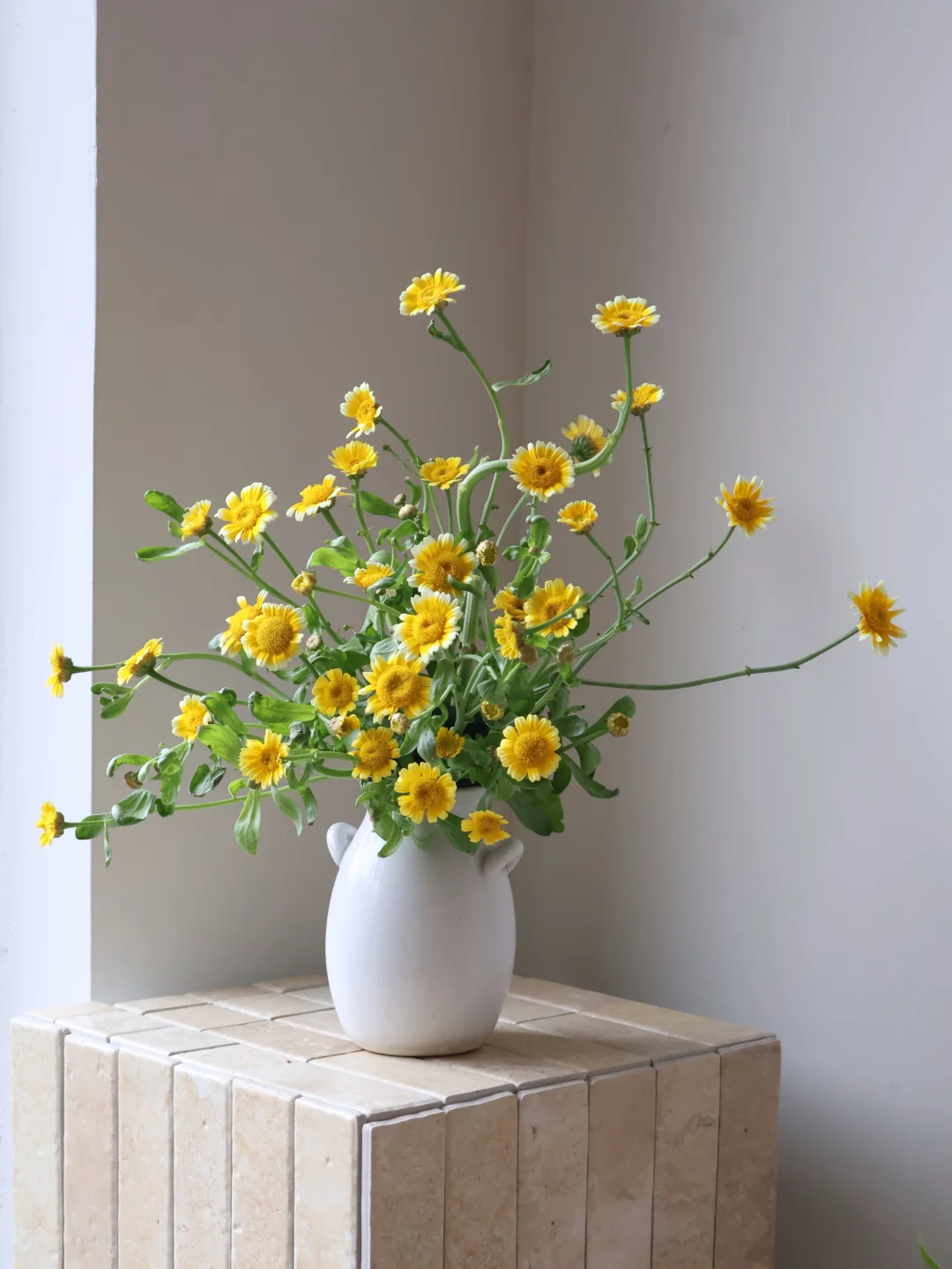 菜园子的春天～茼蒿花🌼