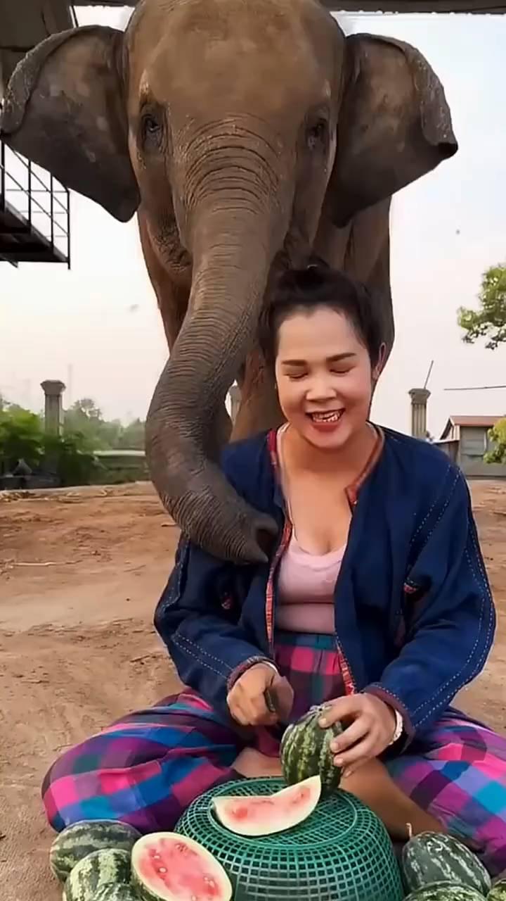 一位小姐姐坐在院子里切西瓜吃，汁水四溢的西瓜让身后的大象看得直咽口水。她伸长鼻子
