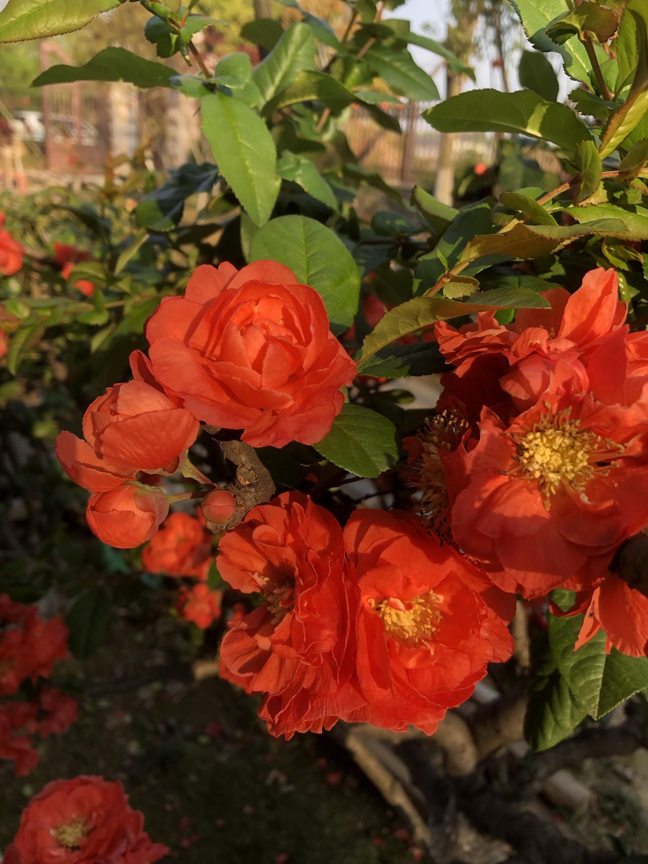 春日里海棠花开，迎着朝霞，送走晚霞，枕着偎着棠霞该是多么美好的时光！
