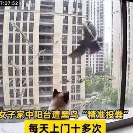 浙江女子被飞鸟“定点投粪”，一天十几次！网友笑疯：你家猫，闯大祸了浙江一女
