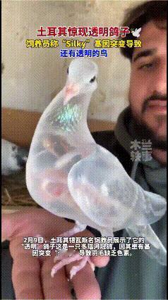土耳其惊现“透明鸽子”，羽毛透光如薄纱，真相竟是基因突变2月9日，土耳其锡