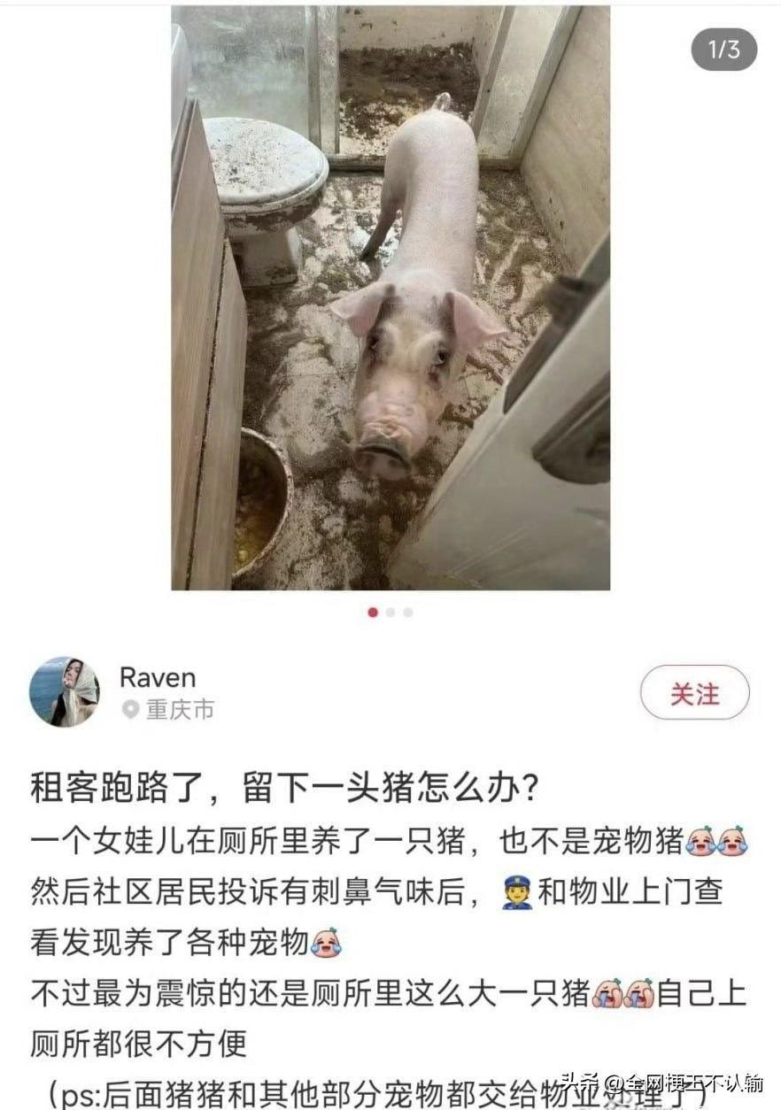 看排泄量已经不短的时间了那么问题来了猪是怎么活这么长时间的？
