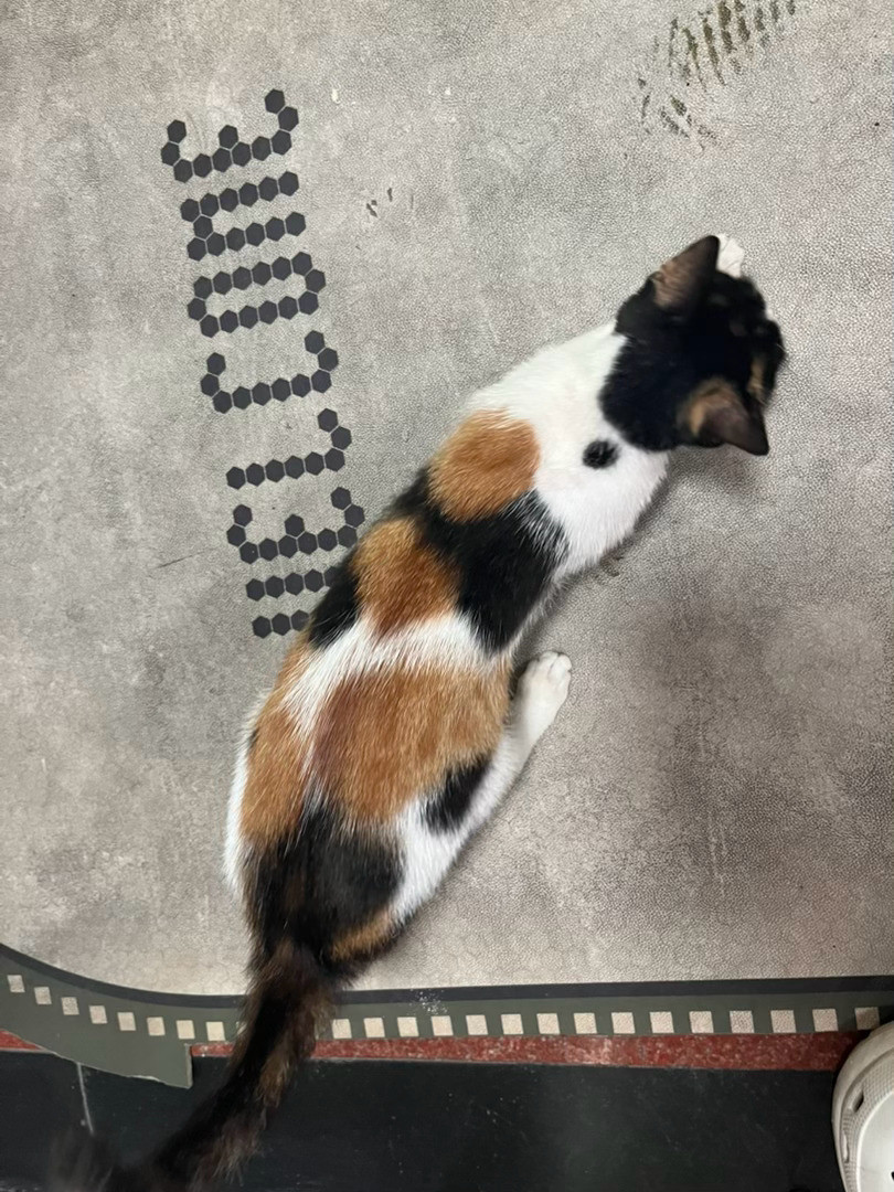 上海领养上海猫咪领养上海徐家汇小三花找领养！我对象楼下有一只小三花，已经喂了大