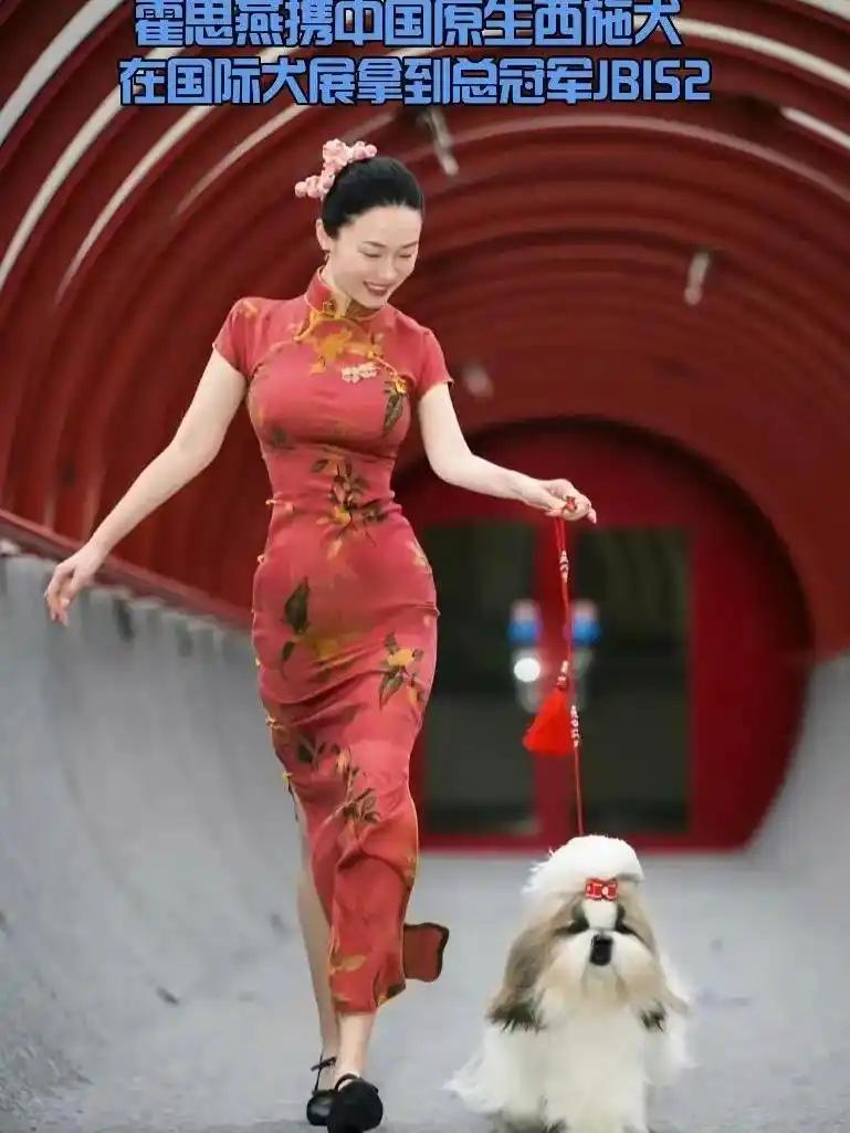霍思燕携爱犬“霍香香”斩获比利时国际犬展总冠军，中国西施犬首次登顶这一“犬界奥林