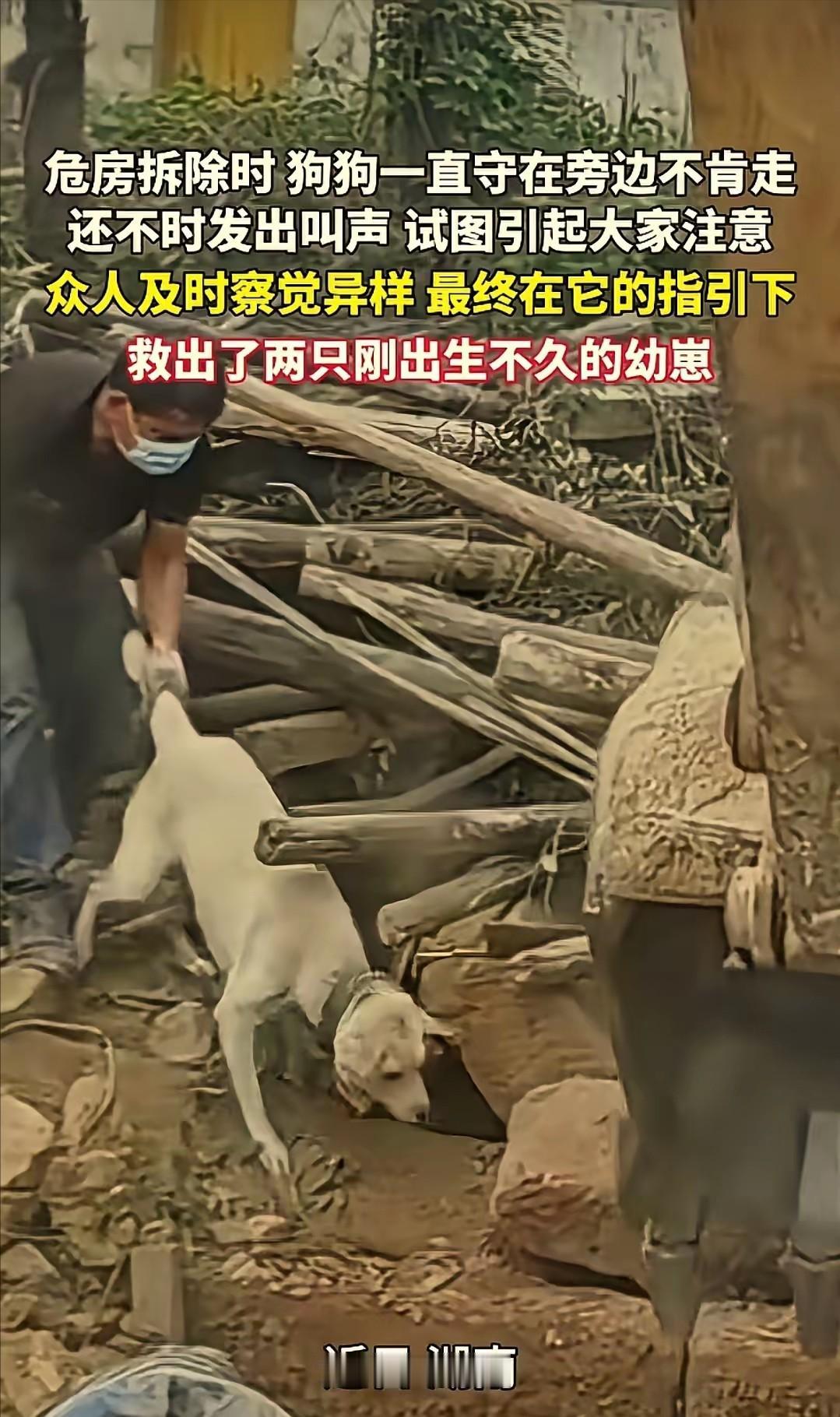 5月18日百姓关注报道，湖南，当地村子拆除老旧危房，有条流浪狗迟迟守在废墟木料堆