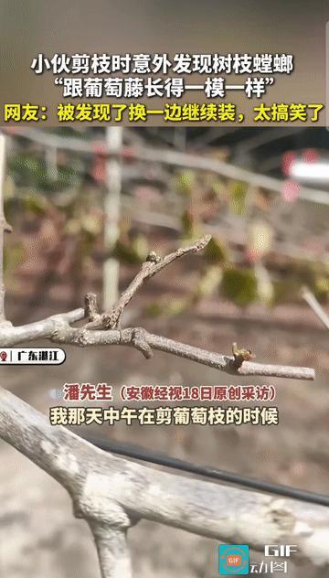 “这是树枝成精了？”广东湛江，一小伙在进行树木修剪时，意外遭遇了一场来自自然界的