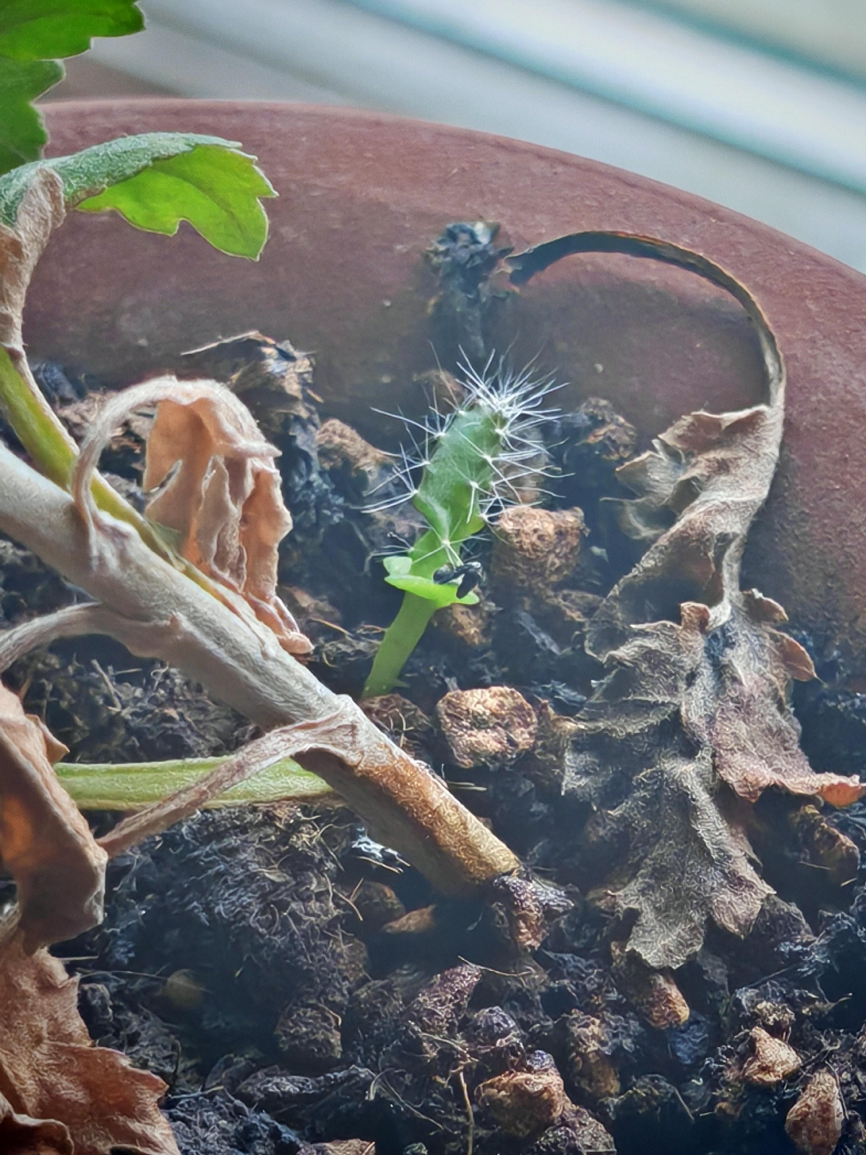 花盆里长出一棵仙人掌，想了想可能是之前吃剩的火龙果种子