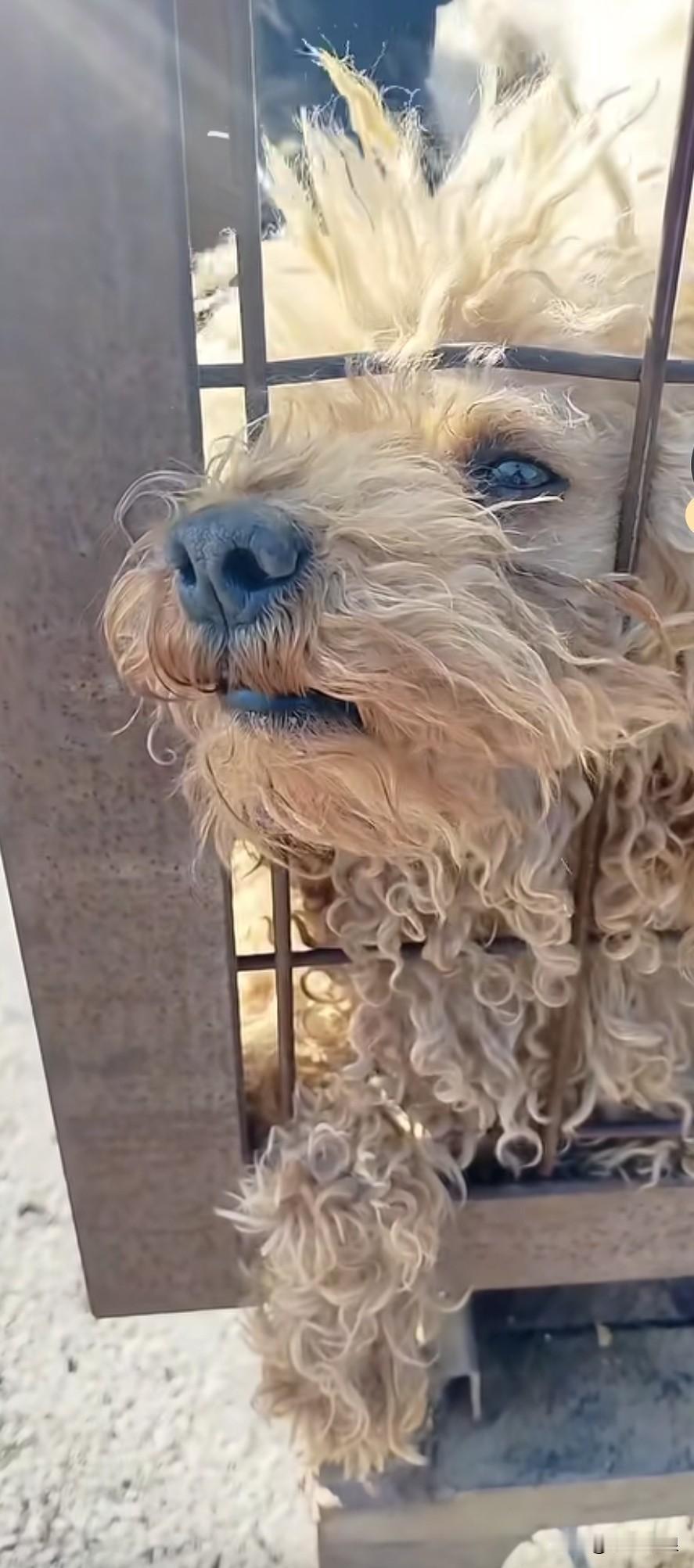 狗肉车上，一只泰迪的哭叫声令人心碎。它探出脑袋，泪水流淌，足见其对生活的渴望是多